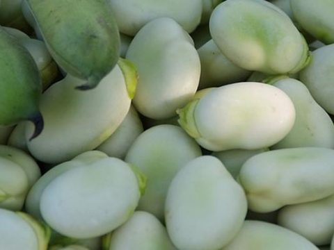 Tuinbonen bereiden