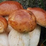Eekhoorntjesbrood bereiden
