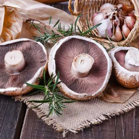 Portobello bakken