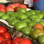Zijn groene tomaten giftig?