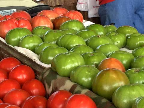 Zijn groene tomaten giftig?