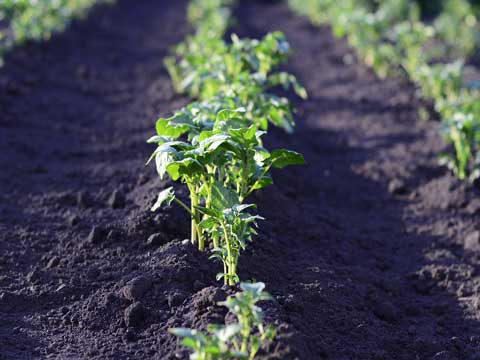 Aardappelen kweken