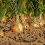 Uien kweken, of het nu gaat om lente-uitjes, sjalotten of uien,