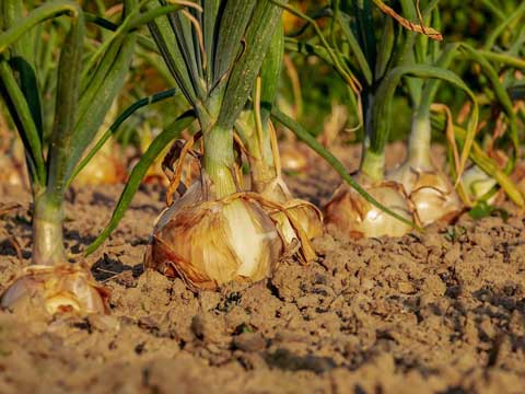 Uien kweken, of het nu gaat om lente-uitjes, sjalotten of uien,