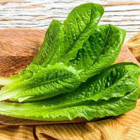 Romaine sla bakken