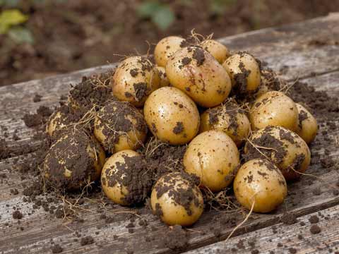 Aardappelen kweken