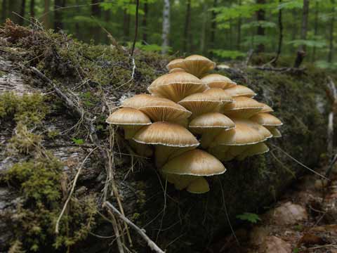 Gevaarlijke groenten, deze soorten zijn rauw giftig.