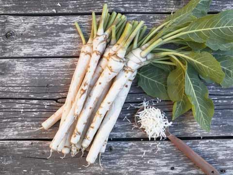 Mierikswortel bereiden